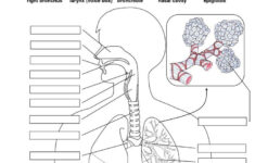 Image Result For Anatomy Labeling Worksheets Human Respiratory System