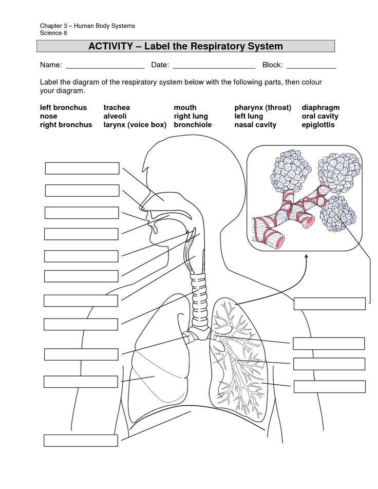 Image Result For Anatomy Labeling Worksheets Human Respiratory System 
