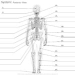 Image Result For Anatomy Labeling Worksheets Skeletal System