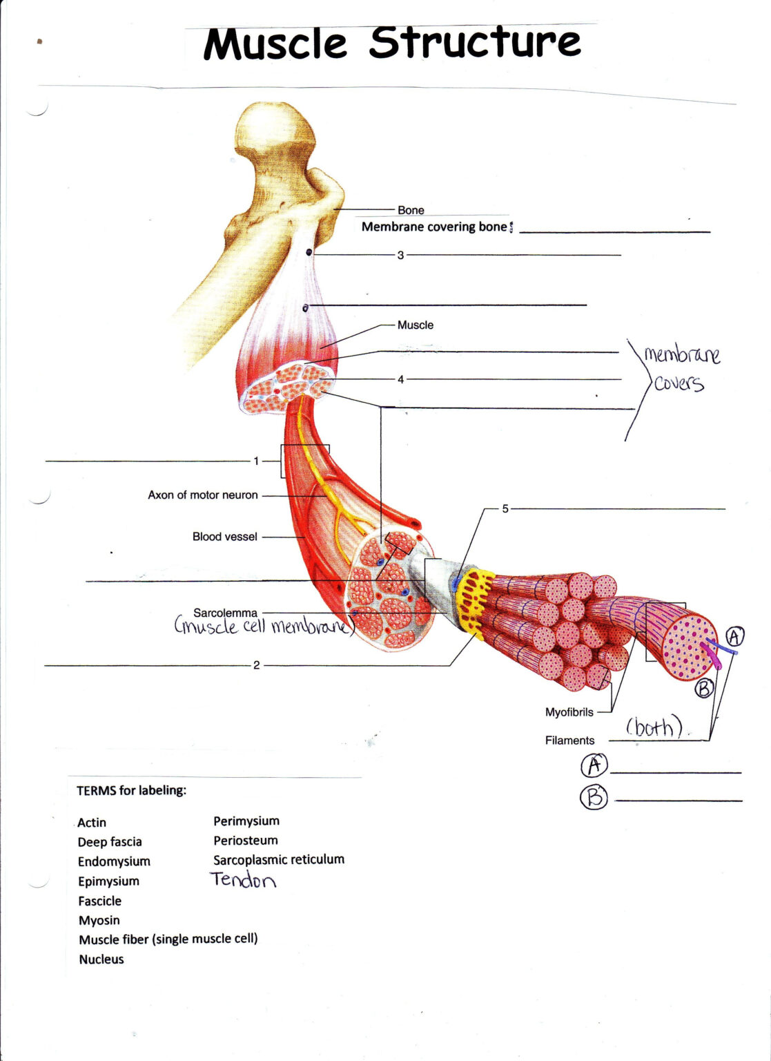 Muscle/bone Practical Anatomy Of A Muscle Worksheet | Anatomy Worksheets