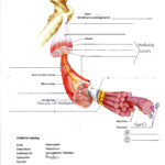 Image Result For Bones And Muscle Worksheet For Grade 2 Muscle