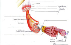 Image Result For Bones And Muscle Worksheet For Grade 2 Muscle