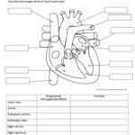 Image Result For Circulatory System Worksheet Human Body Worksheets