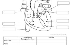 Image Result For Circulatory System Worksheet Human Body Worksheets