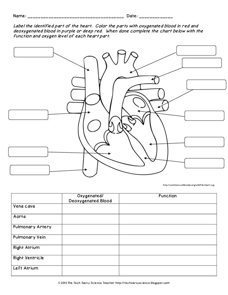 Image Result For Circulatory System Worksheet Human Body Worksheets 
