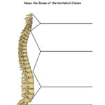 Image Result For Divisions Of Spinal Column Blank Labeling Spinal