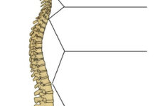Image Result For Divisions Of Spinal Column Blank Labeling Spinal