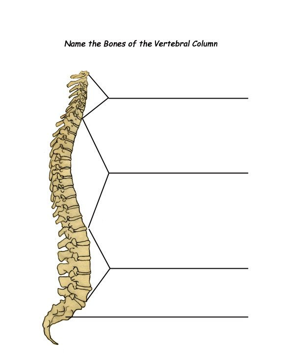 Image Result For Divisions Of Spinal Column Blank Labeling Spinal 