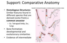 Image Result For Evolution Comparative Homologies Worksheet Evolution