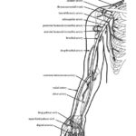 Image Result For Free Human Anatomy Coloring Pages Pdf Anatomy