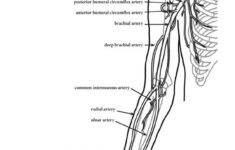 Image Result For Free Human Anatomy Coloring Pages Pdf Anatomy
