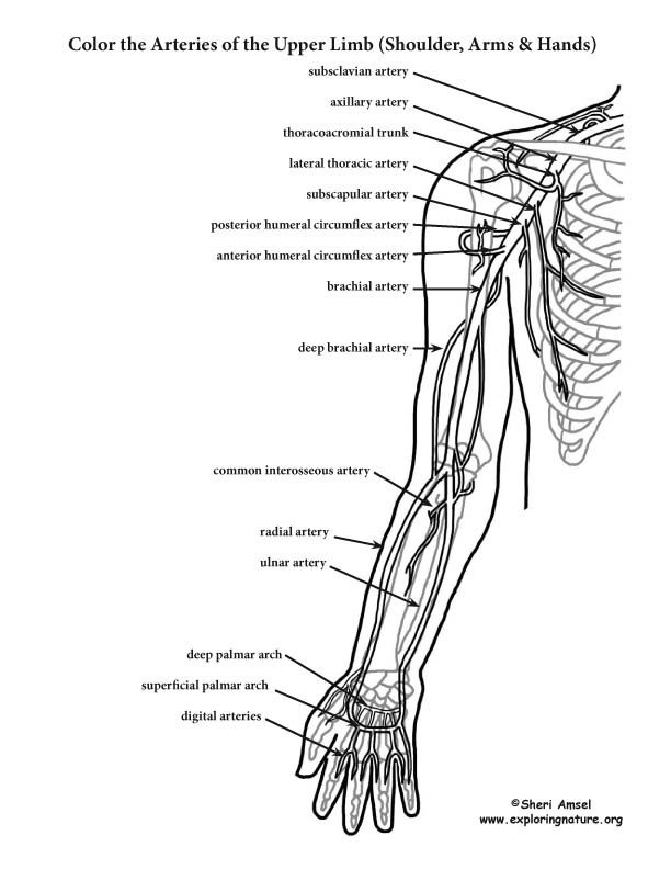 Image Result For Free Human Anatomy Coloring Pages Pdf Anatomy 