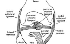 Image Result For Free Human Anatomy Coloring Pages Pdf Anatomy