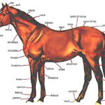 Image Result For Horse Anatomy Horse Anatomy Horses Horse Bones