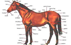 Image Result For Horse Anatomy Horse Anatomy Horses Horse Bones