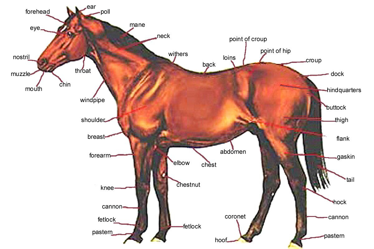 Image Result For Horse Anatomy Horse Anatomy Horses Horse Bones