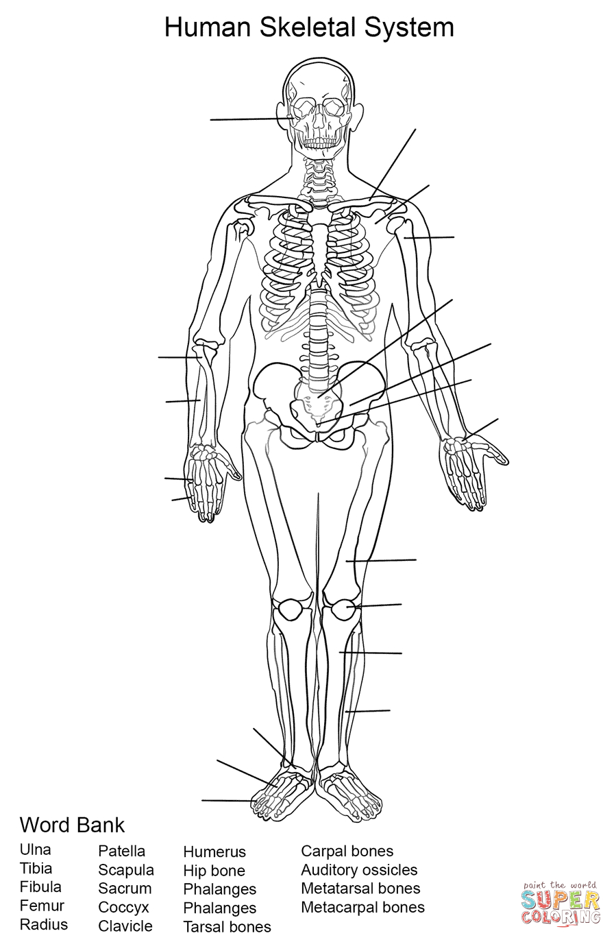 Image Result For Human Skeleton Printable Worksheet Homeschool 