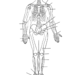 Image Result For Human Skeleton Printable Worksheet Homeschool