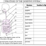 Image Result For Worksheet On Digestion Biology Worksheet Digestive