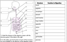 Image Result For Worksheet On Digestion Biology Worksheet Digestive