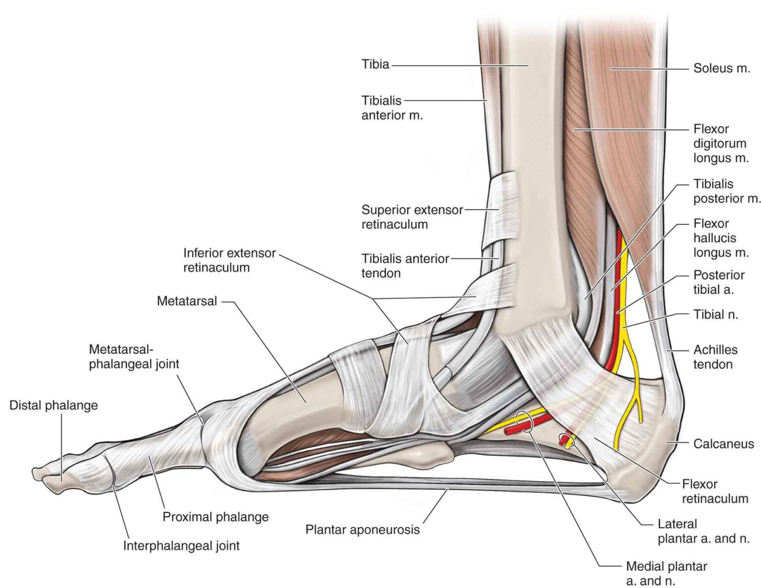 Inferior Extensor Retinaculum Of Foot 6 Anatomy Worksheets