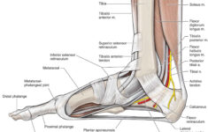 Inferior Extensor Retinaculum Of Foot 6