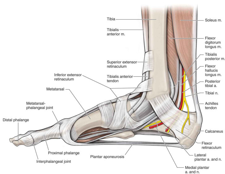 Inferior Extensor Retinaculum Of Foot 6 | Anatomy Worksheets