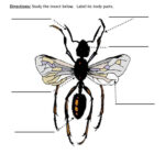 Insect Parts Worksheet 2 Animal Worksheets Insects Insect Unit Study