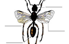 Insect Parts Worksheet 2 Animal Worksheets Insects Insect Unit Study