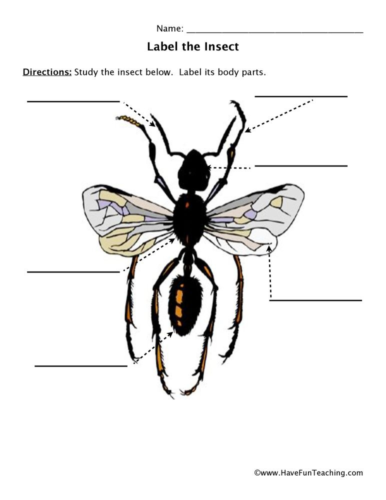 Insect Parts Worksheet 2 Animal Worksheets Insects Insect Unit Study