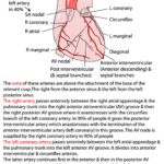 Instant Anatomy Thorax Areas Organs Heart Coronary Arteries