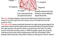 Instant Anatomy Thorax Areas Organs Heart Coronary Arteries
