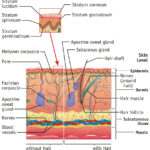 Integumentary System Facts Jpeg Integumentary System Facts Are