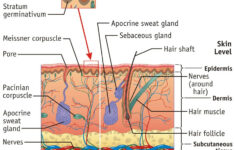 Integumentary System Facts Jpeg Integumentary System Facts Are