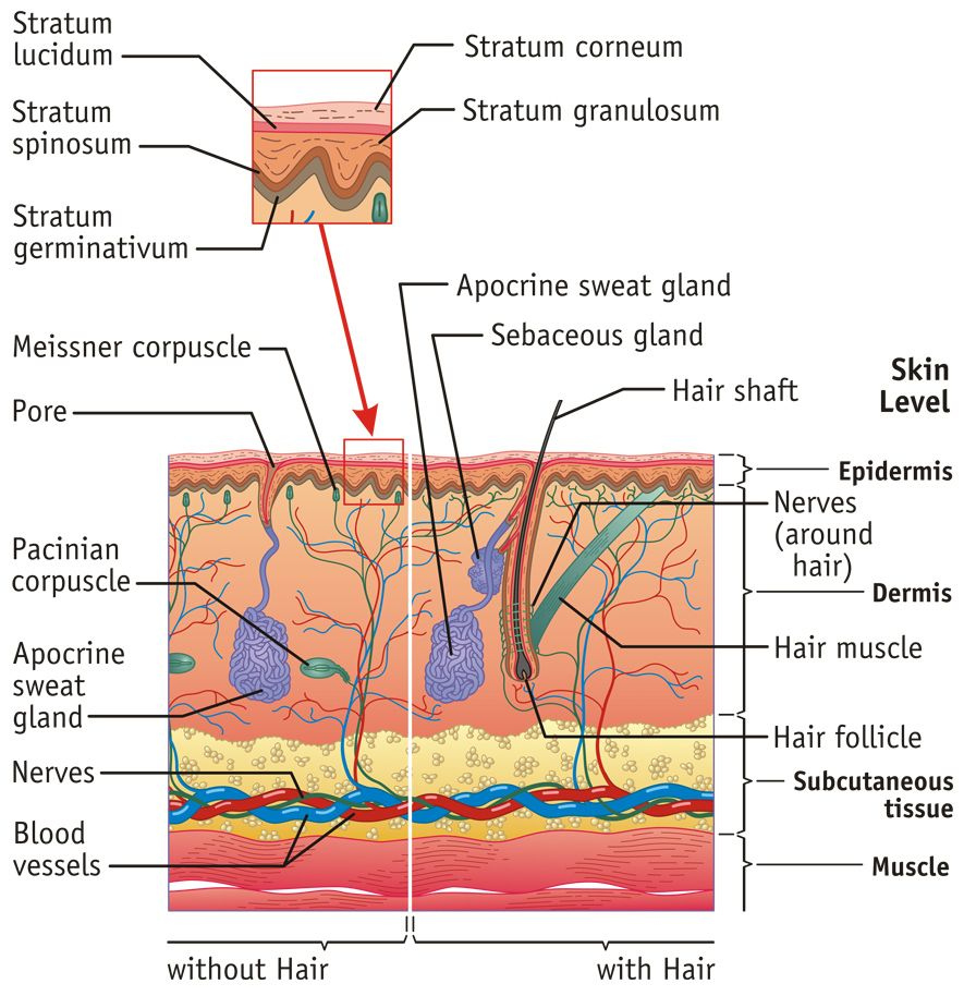 Integumentary System Facts Jpeg Integumentary System Facts Are 