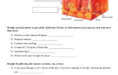 Integumentary System Interactive Worksheet