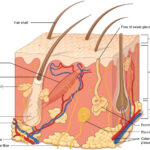 Integumentary System Worksheet 1 Worksheet