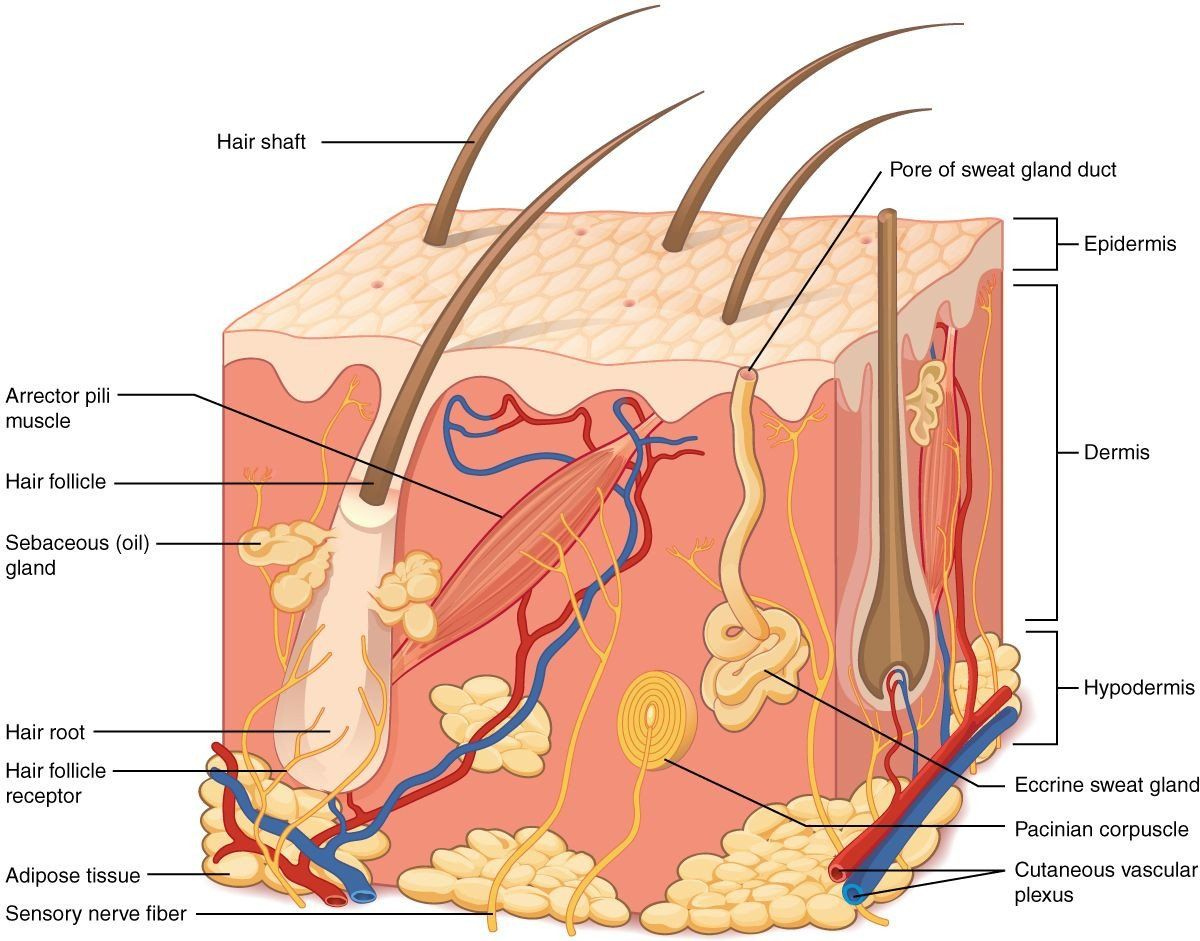 Integumentary System Worksheet 1 Worksheet