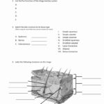 Integumentary System Worksheet Answers Awesome Inside Out Anatomy The