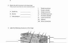 Integumentary System Worksheet Answers Awesome Inside Out Anatomy The
