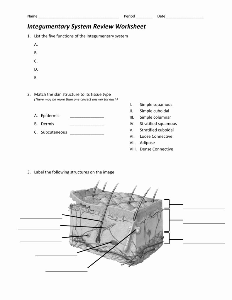 Integumentary System Worksheet Answers Awesome Inside Out Anatomy The 