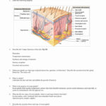 Integumentary System Worksheet Answers Elegant The Integumentary System