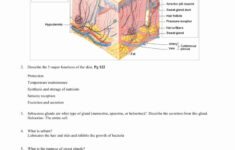 Integumentary System Worksheet Answers Elegant The Integumentary System