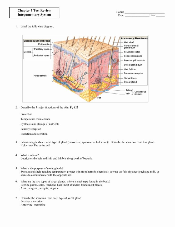 Integumentary System Worksheet Answers Elegant The Integumentary System 