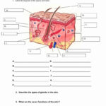 Integumentary System Worksheet Answers Elegant Worksheet The