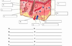Integumentary System Worksheet Answers Elegant Worksheet The