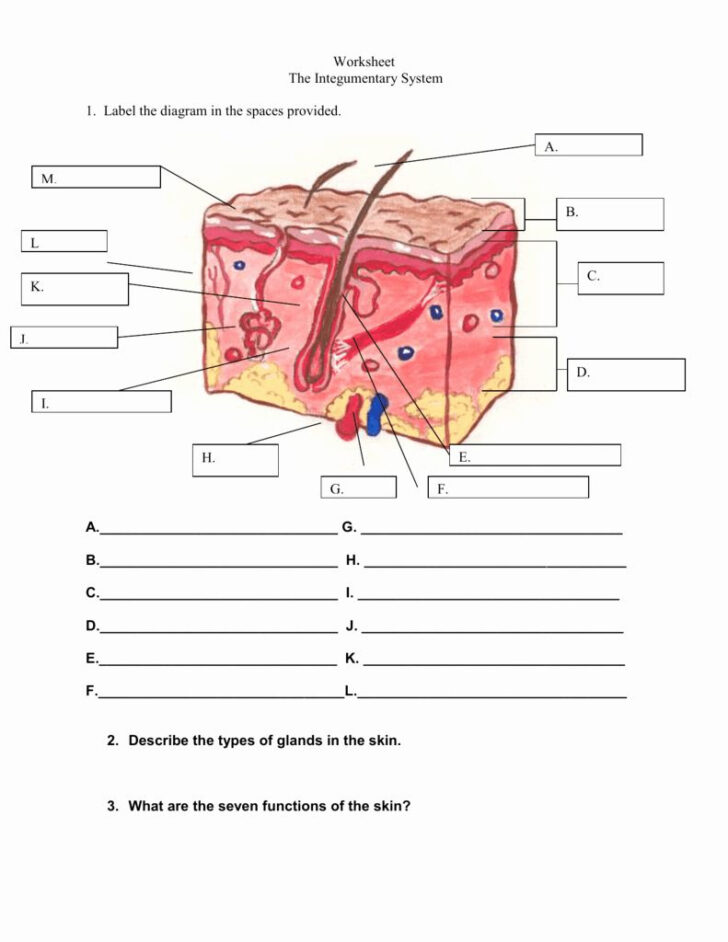 Anatomy And Physiology Integumentary System Worksheet