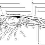 Internal Anatomy Crayfish