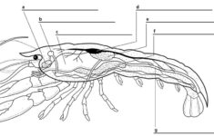 Internal Anatomy Crayfish