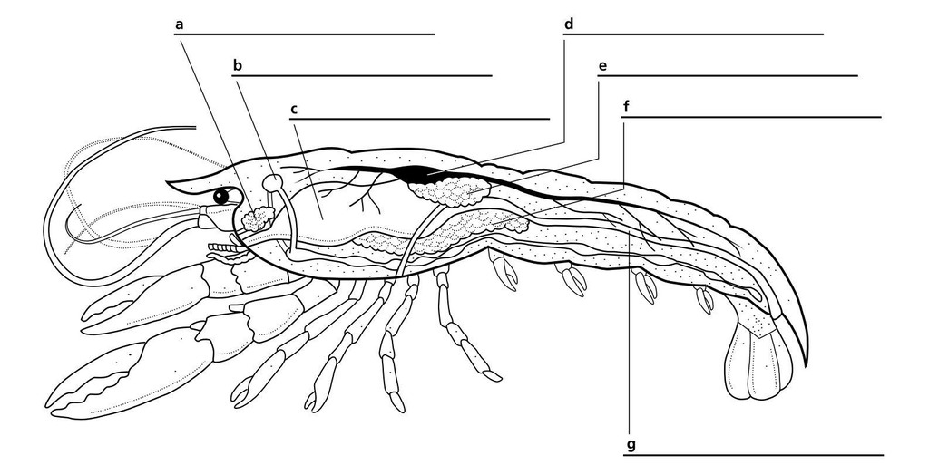Internal Anatomy Crayfish